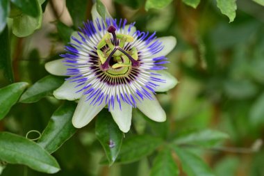 Bulanık arkaplanda tutku çiçeğini kapat 