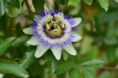 Bulanık arkaplanda tutku çiçeğini kapat 