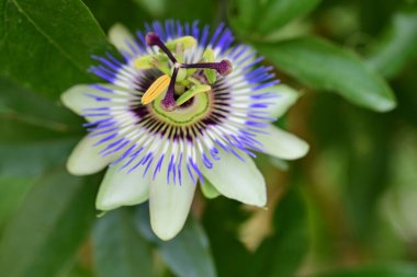 Bulanık arkaplanda tutku çiçeğini kapat 