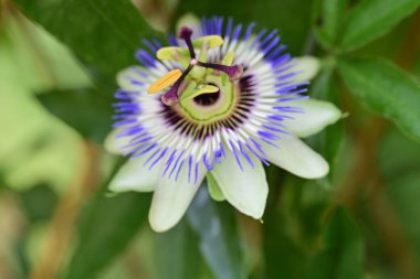 Bulanık arkaplanda tutku çiçeğini kapat 