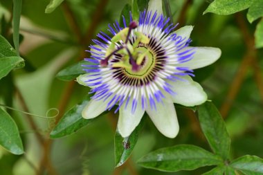 Bulanık arkaplanda tutku çiçeğini kapat 