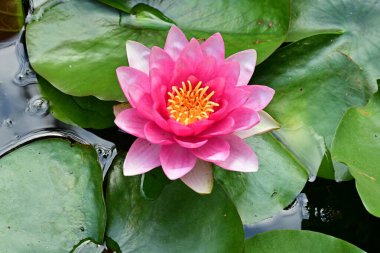 Nilüfer çiçeği gölette çiçek açıyor. 