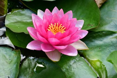 Nilüfer çiçeği gölette çiçek açıyor. 