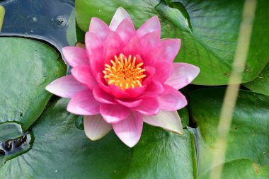 Nilüfer çiçeği gölette çiçek açıyor. 