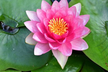 Nilüfer çiçeği gölette çiçek açıyor. 