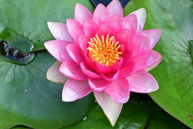 Nilüfer çiçeği gölette çiçek açıyor. 