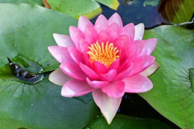 Nilüfer çiçeği gölette çiçek açıyor. 