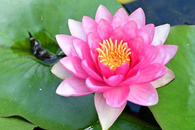 Nilüfer çiçeği gölette çiçek açıyor. 