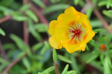 Bahçedeki güzel sarı çiçek 