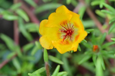 Bahçedeki güzel sarı çiçek 