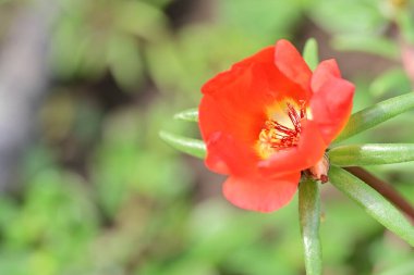 Bahçedeki güzel kırmızı çiçek 