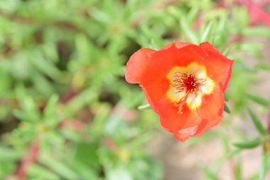 Bahçedeki güzel kırmızı çiçek 