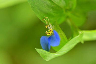 Bahçede güzel mavi çiçekler, yakın çekim manzarası.   