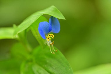 Bahçede güzel mavi çiçekler, yakın çekim manzarası.   