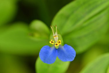Bahçede güzel mavi çiçekler, yakın çekim manzarası.  
