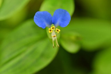 Bahçedeki mavi çiçek, yakın görüş. 