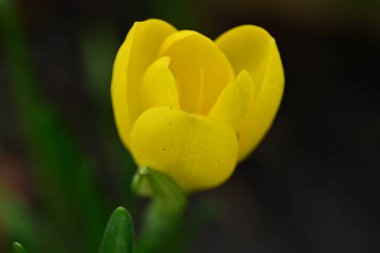 Bahçedeki sarı lale, yakın çekim manzaralı. 