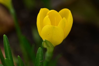 Bahçede sarı çiçekler, yakın görüş. 
