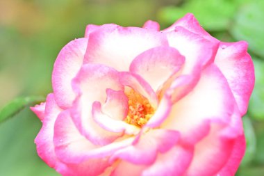 Parkta açan güzel pembe gülün yakın görüntüsü. 