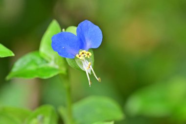 Bahçede güzel bir çiçek, yakın çekim manzarası   