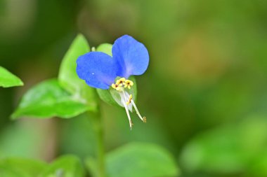 Mavi gözlü bezelye çiçeği (bezelye), yakın plan görünümü   