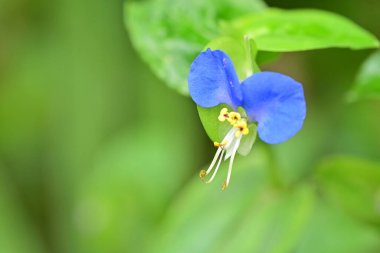 Bahçedeki mavi çiçek, yakın görüş.   