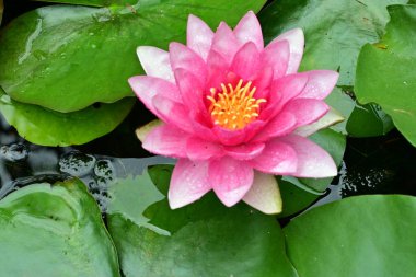 Gölette güzel nilüfer çiçekleri, yakın çekim manzarası.   