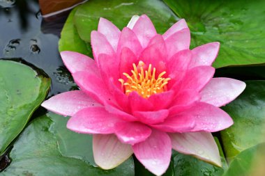 Gölette nilüfer çiçeği, yakın çekim manzarası.   