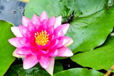 Gölette pembe nilüfer çiçeği, yakın çekim manzarası.   