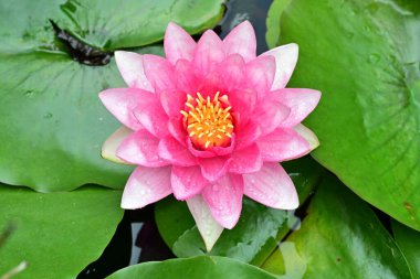 Bahçedeki güzel pembe nilüfer çiçeği, yakın çekim manzarası.   