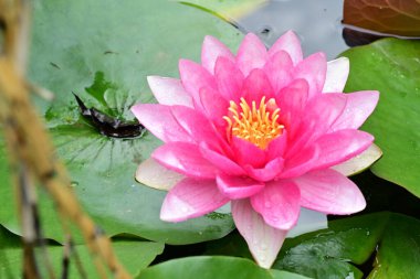 Gölette güzel nilüfer çiçekleri, yakın çekim manzarası.   