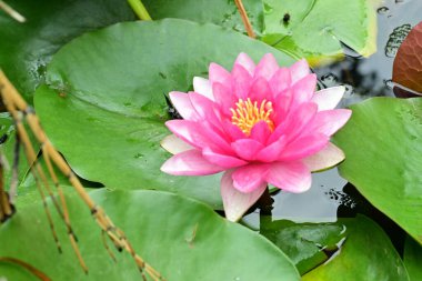 Gölette nilüfer çiçeği, yakın çekim manzarası.   