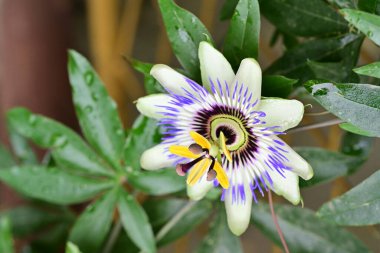 Açık havada yetişen güzel çiçeklere yakın olmak, yaz konsepti.