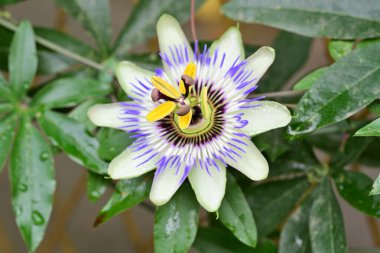 Güzel bir çiçeğe yaklaş, yakından bak.   