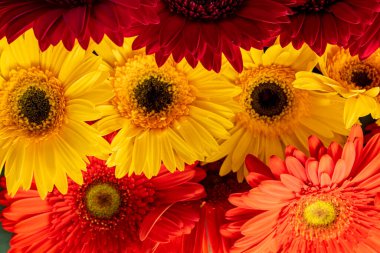 beautiful flowers in the garden, closeup view 