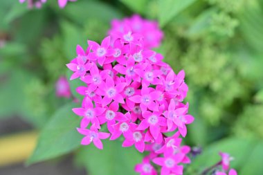 Bahçedeki güzel pembe çiçekler