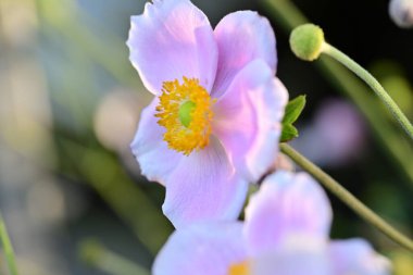beautiful flowers in the garden, closeup view 