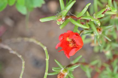 Bahçedeki kırmızı çiçek, yakın çekim.   