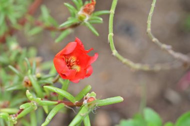 Bahçedeki kırmızı çiçek, yakın çekim.   
