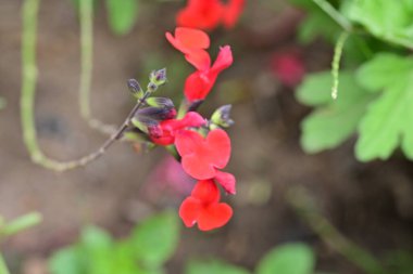 Bahçede kırmızı çiçekler, yakın çekim manzarası 