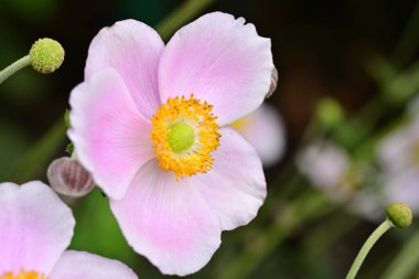 Bahçedeki pembe çiçek, yakın çekim. 