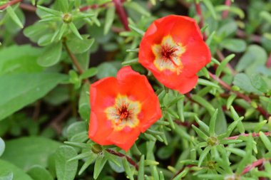 beautiful flowers in the garden, closeup view 