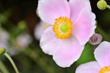 Bahçedeki pembe çiçek, yakın çekim. 