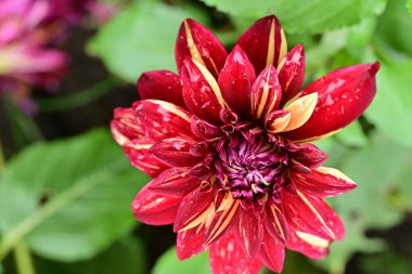 Yeşil yapraklı kırmızı yıldız çiçeği, yakın çekim manzaralı