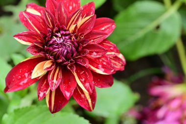 Bahçede güzel kırmızı yıldız çiçeği, yakın çekim manzarası.