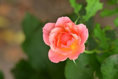 Bahçedeki güzel pembe gül, yakın görüş