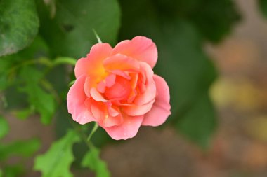 Bahçedeki güzel pembe gül, yakın görüş