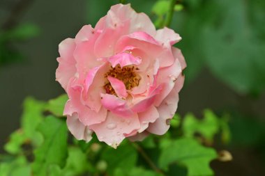 Bahçedeki güzel pembe gül, yakın görüş