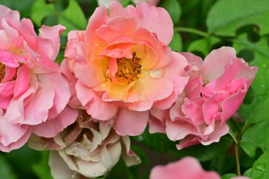 Bahçedeki güzel pembe gül, yakın görüş