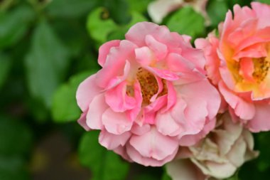 Bahçedeki güzel pembe gül, yakın görüş